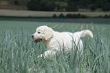 GOLDEN RETRIEVER 677